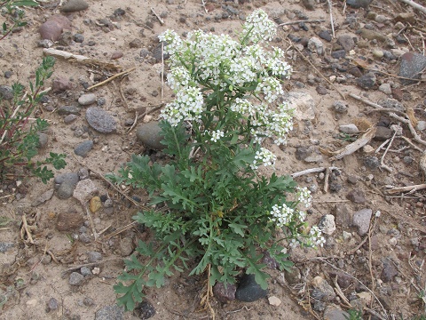 Lepidium montanum